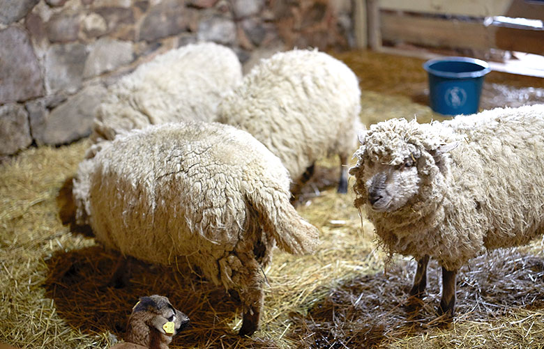 Die Arche: Sheep (Photo)